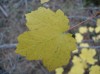 Fotos de plantes de Portell i comarca