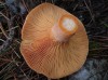 Fotos de bolets de Portell i comarca