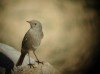 Fotos d'animals de Portell i comarca